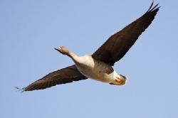 21 april.En sädgås flyger nära fågeltornet vid Brånsjön/Vännäs